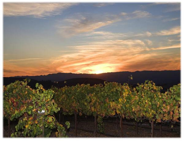 Hotel The Eden House Vineyard Templeton Esterno foto