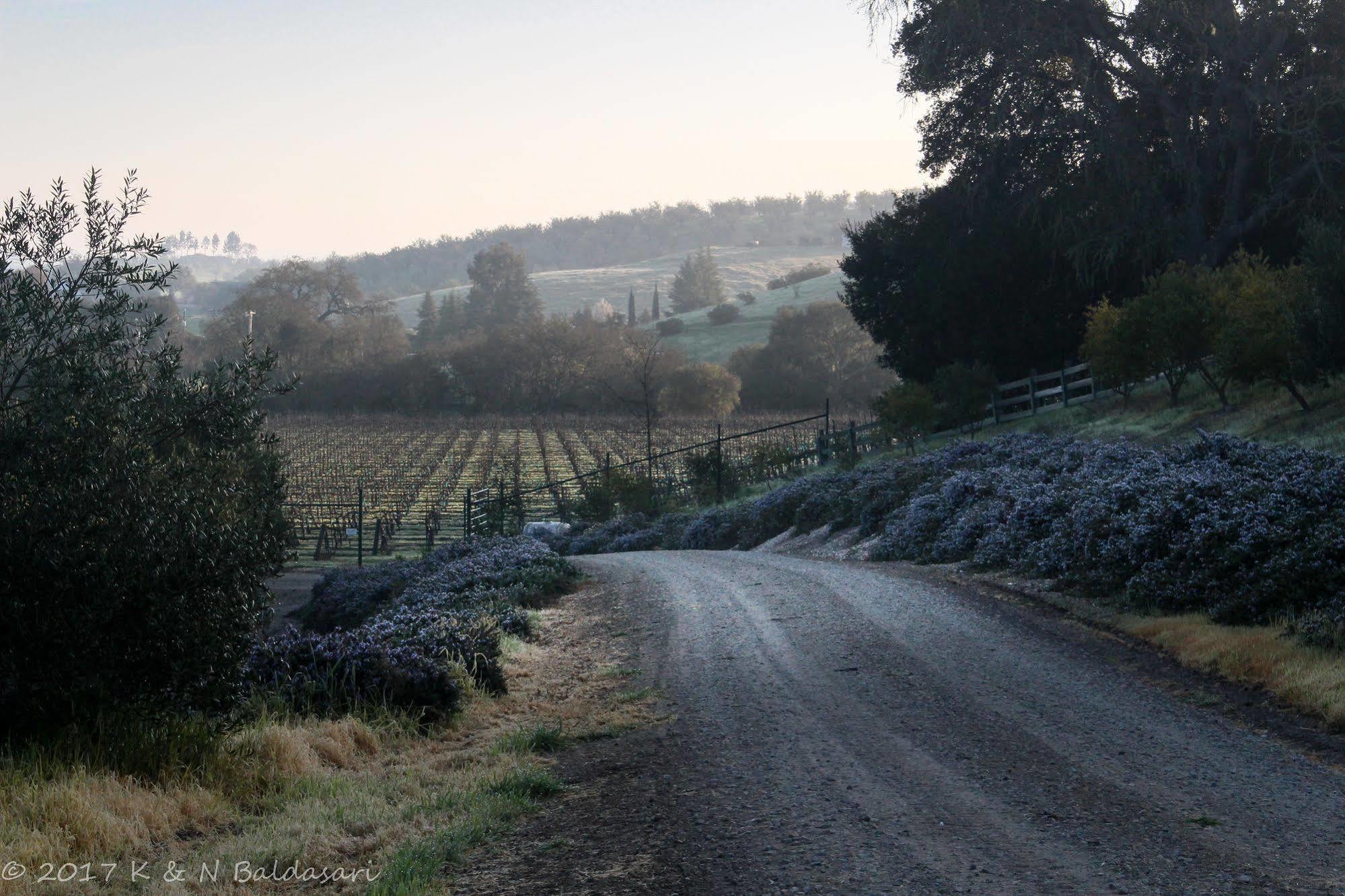 Hotel The Eden House Vineyard Templeton Esterno foto