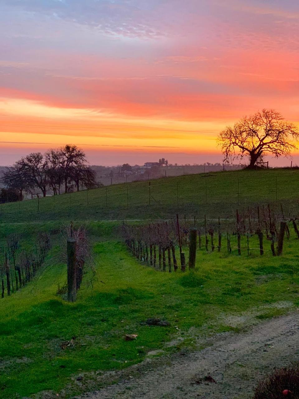 Hotel The Eden House Vineyard Templeton Esterno foto