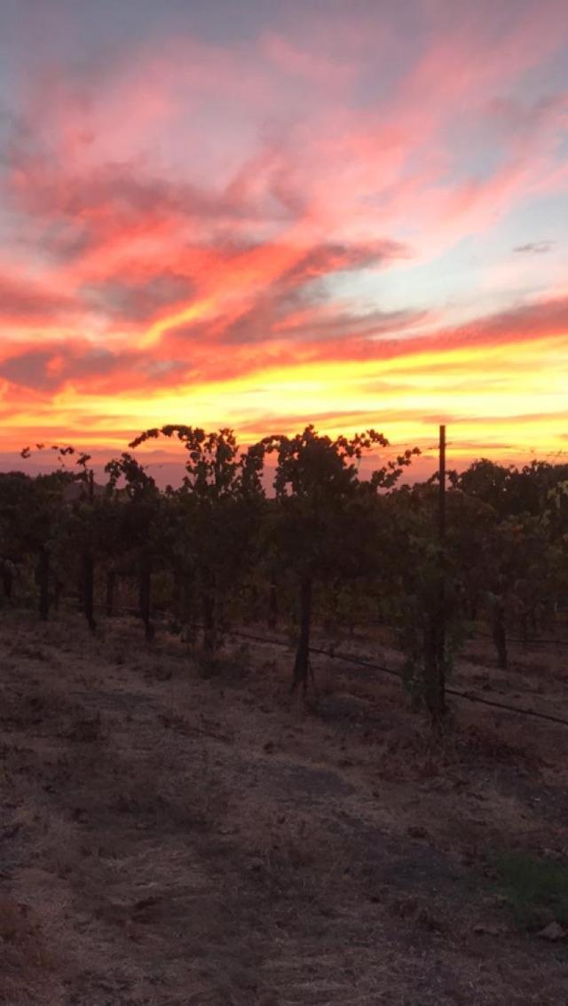 Hotel The Eden House Vineyard Templeton Esterno foto